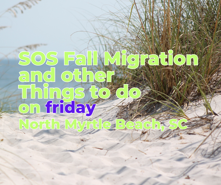 Friday SOS Fall Migration North Myrtle Beach Explore NMB